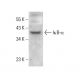 NFKBIA/IkB alpha Antibody (B-3) - Western Blotting - Image 379649