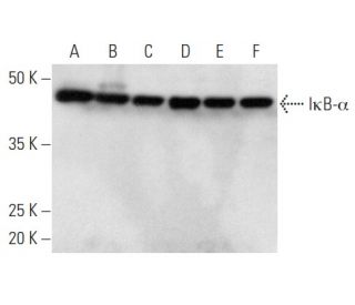 western blotting image from recommended NFKBIA/IkB alpha (H-4) monoclonal antibody replacement. Image 354367