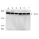 western blotting image from recommended NFKBIA/IkB alpha (H-4) monoclonal antibody replacement. Image 354367