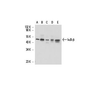 I&kappa;B-&beta; Antibody (D-8) - Western Blotting - Image 17297 