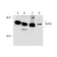 IκB-β Antibody (F-9) - Western Blotting - Image 289011 