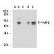 IκB-β Antibody (G-6) - Western Blotting - Image 17298 