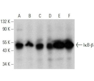 western blotting image from recommended I&kappa;B-&beta; (D-3) monoclonal antibody replacement. Image 358543