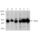 western blotting image from recommended IκB-β (D-3) monoclonal antibody replacement. Image 358543