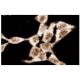 IκB-ε Antibody (21) - Immunofluorescence - Image 60615