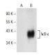 IκB-ε Antibody (D-7) - Western Blotting - Image 147305