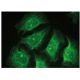 IκB-ε Antibody (E-9) - Immunofluorescence - Image 149357 