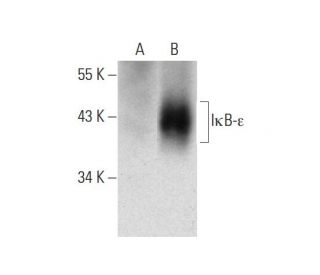 I&kappa;B-&epsilon; Antibody (F-9) - Western Blotting - Image 145590