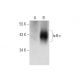IκB-ε Antibody (F-9) - Western Blotting - Image 145590