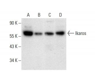 western blotting image from recommended Ikaros (E-2) monoclonal antibody replacement. Image 303504