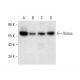 western blotting image from recommended Ikaros (E-2) monoclonal antibody replacement. Image 303504