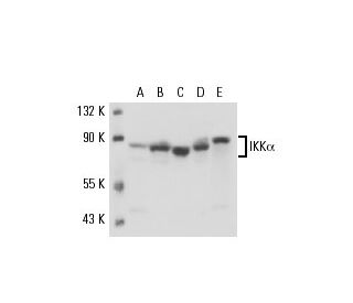 IKK alpha Antibody (14A231) - Western Blotting - Image 17636