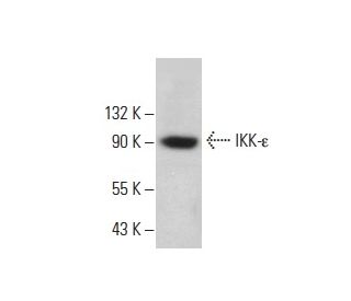 IKK-&epsilon; Antibody (6B4B5) - Western Blotting - Image 357486 