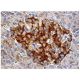 IKK-ε Antibody (A-11) - Immunohistochemistry - Image 158594 