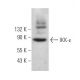 IKK-ε Antibody (A-11) - Western Blotting - Image 374726