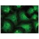 IKK-ε Antibody (C-9) - Immunofluorescence - Image 149277