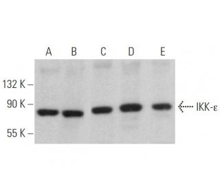 IKK-ε Antibody (6B4B5) - Western Blotting - Image 362861