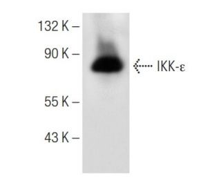 western blotting image from recommended IKK-&epsilon; (A-11) monoclonal antibody replacement. Image 154053