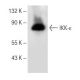 western blotting image from recommended IKK-ε (A-11) monoclonal antibody replacement. Image 154053