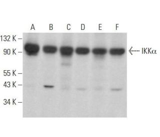IKK alpha Antibody (C-6) - Western Blotting - Image 353156 