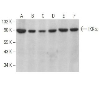 western blotting image from recommended IKK alpha (B-8) monoclonal antibody replacement. Image 353149