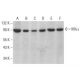 western blotting image from recommended IKK alpha (B-8) monoclonal antibody replacement. Image 353149