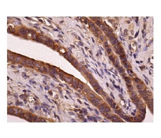 IKK&beta; Antibody (H-4) - Immunohistochemistry - Image 156305 