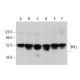 western blotting image from recommended IKKγ (F-10) monoclonal antibody replacement. Image 379864