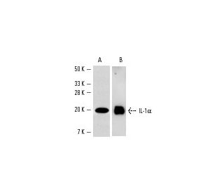 IL-1&alpha; Antibody (B-7) - Western Blotting - Image 3514 