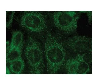IL-10 Antibody (A-2) - Immunofluorescence - Image 149281 