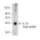 IL-10 Antibody (A-2) - Western Blotting - Image 145663