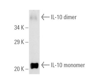 IL-10 Antibody (E-10) - Western Blotting - Image 2633 