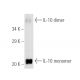 IL-10 Antibody (E-10) - Western Blotting - Image 2633 