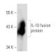 IL-10 Antibody (JES5-16E3) - Western Blotting - Image 12680