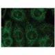 Dieser polyklonale Antikörper wird nicht mehr hergestellt. Wir empfehlen Ihnen unseren <a href="il-10-antibody-a-2">IL-10 (A-2)</a> monoklonalen Antikörper (Beispielsdaten werden angezeigt). immunofluorescence image from recommended IL-10 (A-2) monoclonal antibody replacement. Image 149281