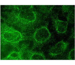 immunofluorescence image from recommended IL-10Rα (A-3) monoclonal antibody replacement. Image 145107
