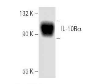 western blotting image from recommended IL-10R&alpha; (E-6) monoclonal antibody replacement. Image 8919