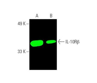 il-10rbeta-antibody-f-6-