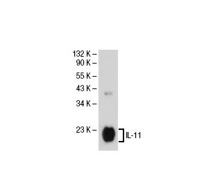 IL-11 Antibody (A-7) - Western Blotting - Image 30324 