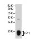 IL-11 Antibody (A-7) - Western Blotting - Image 30324 
