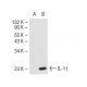 IL-11 Antibody (A-7) - Western Blotting - Image 43226
