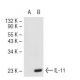 IL-11 Antibody (A-7) - Western Blotting - Image 43230 