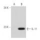 western blotting image from recommended IL-11 (A-9) monoclonal antibody replacement. Image 43231