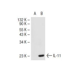 IL-11 Antibody (A-7) - Western Blotting - Image 43226 