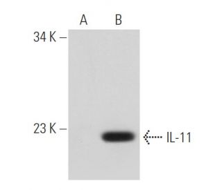 IL-11 Antibody (A-9) - Western Blotting - Image 43227 