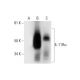 IL-11Rα Antibody (B-7) - Western Blotting - Image 292006