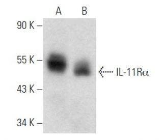 IL-11R&alpha; Antibody (B-7) - Western Blotting - Image 357295 