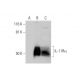 IL-11Rα Antibody (F-10) - Western Blotting - Image 291934