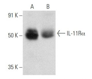 IL-11R&alpha; Antibody (F-10) - Western Blotting - Image 357294 