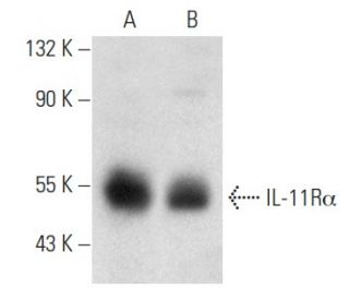 IL-11R&alpha; Antibody (H-3) - Western Blotting - Image 357290 